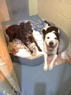 Two Dogs in a Dog Bed