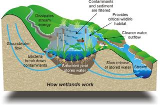How Wetlands Work
